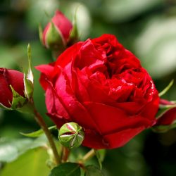 Red Eden Rose 7