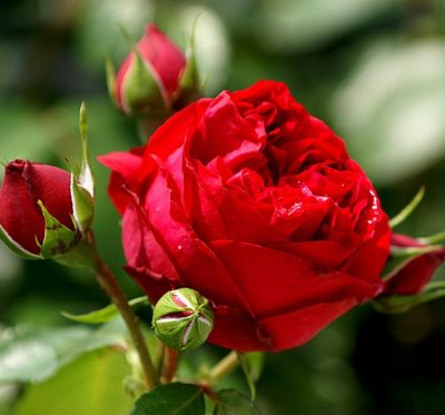 Red Eden Rose 1