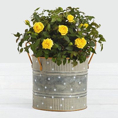 Rožu stādi Archives - Natalijas Rozes