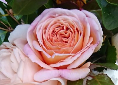 Abraham Darby 1