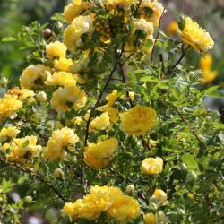 Persian Yellow 3