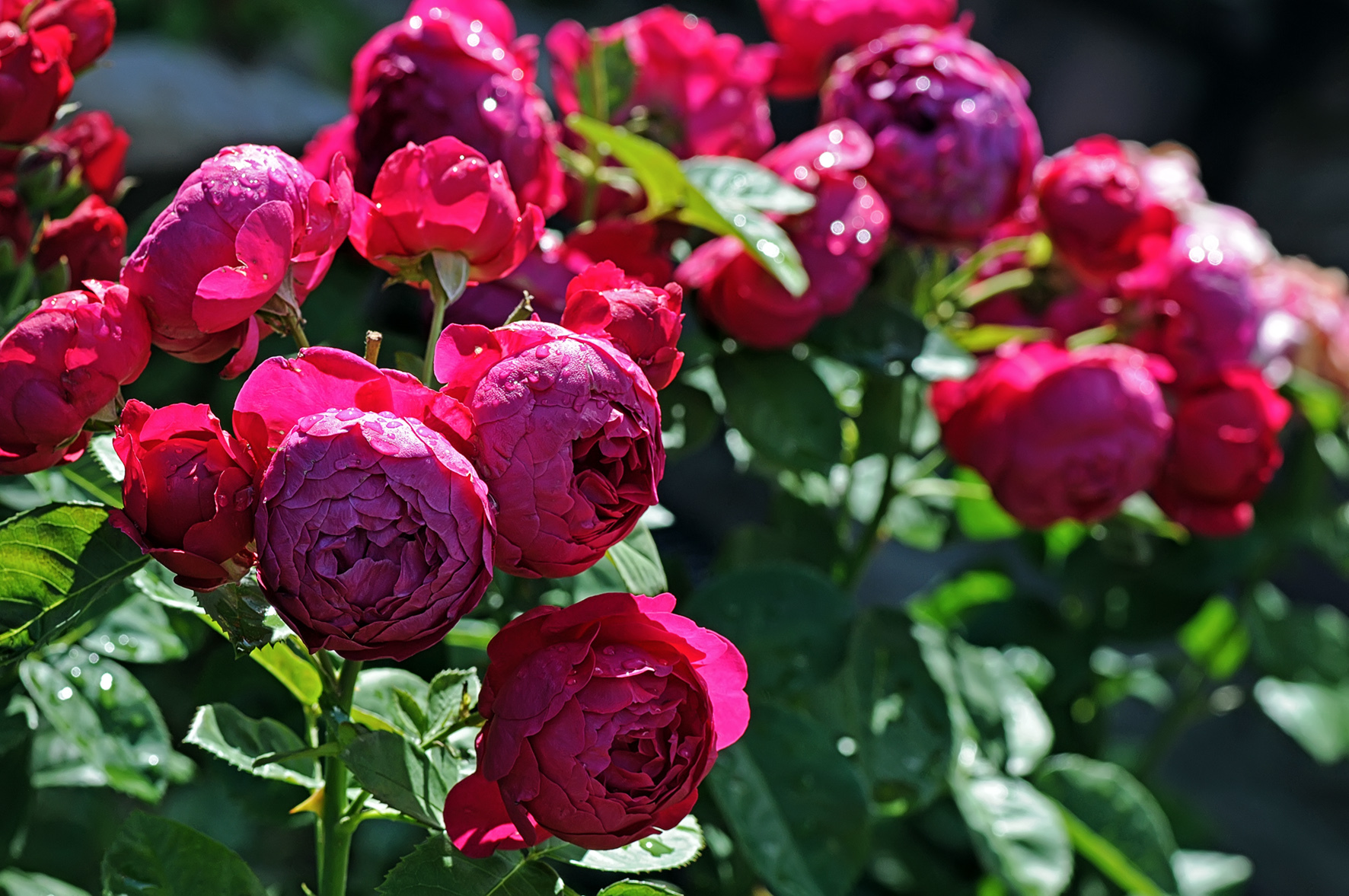 Саженцы розы екатеринбург