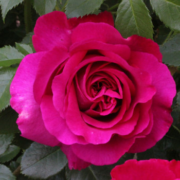 Rosier Rose Lalande de Pomerol 1