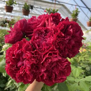 Raspberry Elegance - Image 2