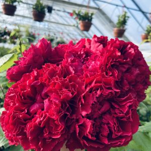 Raspberry Elegance
