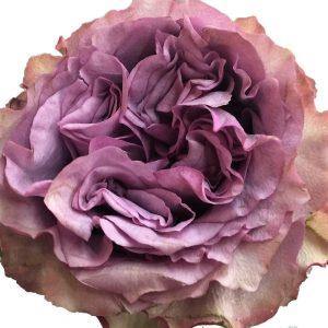 Dolcetto - Image 2