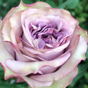 Dolcetto