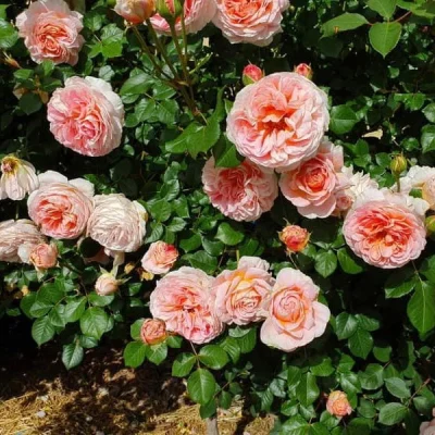 Abraham Darby (Auscot) 2