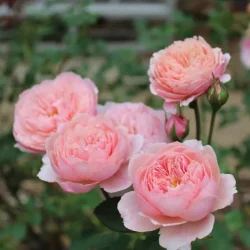 The Alnwick Rose (Ausgrab) 3