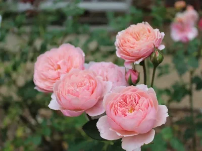 The Alnwick Rose (Ausgrab) 1