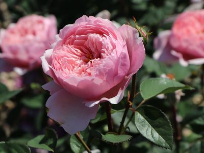 The Alnwick Rose (Ausgrab) 2