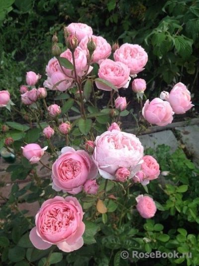 The Alnwick Rose (Ausgrab) 3