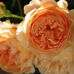 Crown Princess Margareta (Auswinter) 11