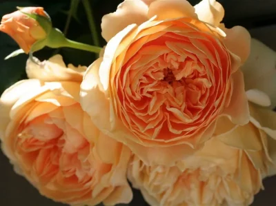 Crown Princess Margareta (Auswinter) 1