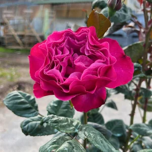 Eudora