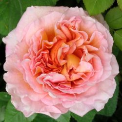 Abraham Darby (Auscot) 1