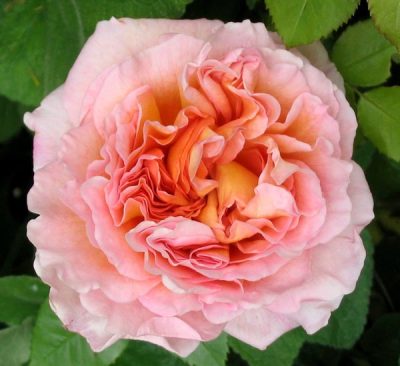 Abraham Darby (Auscot) 1