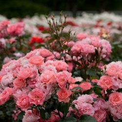 Jardins de France 3