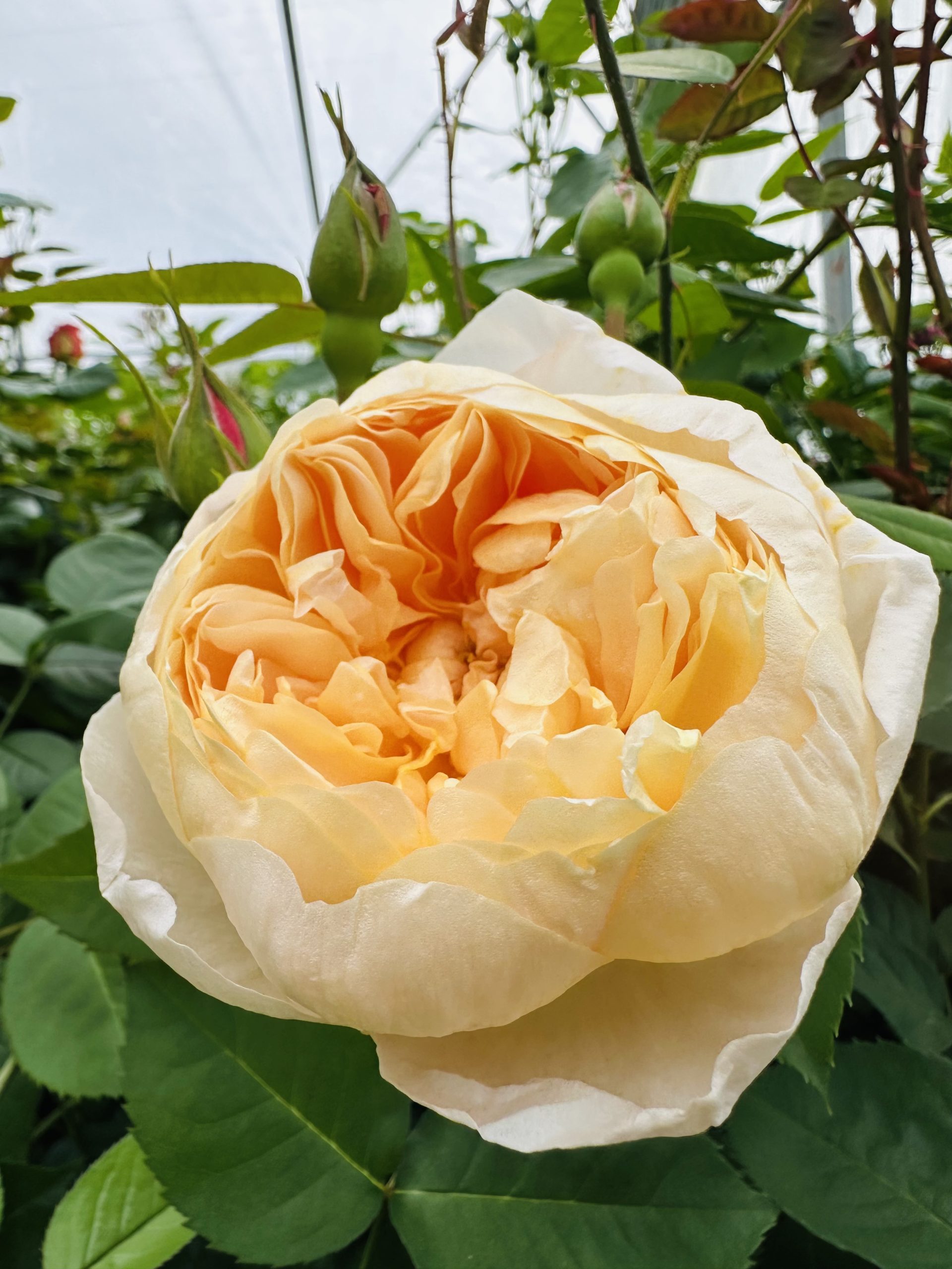 Dannahue (Ausa6B15) 1 Dannahue (Ausa6B15)