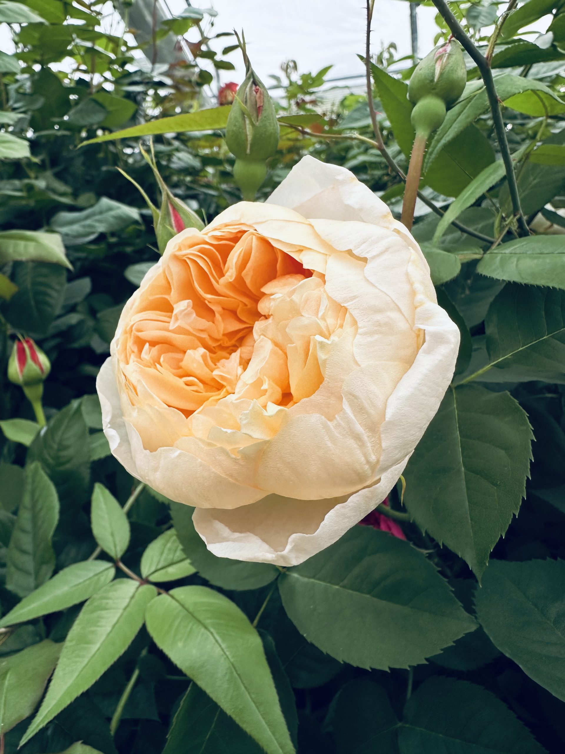 Dannahue (Ausa6B15) 2 Dannahue (Ausa6B15) - Image 2