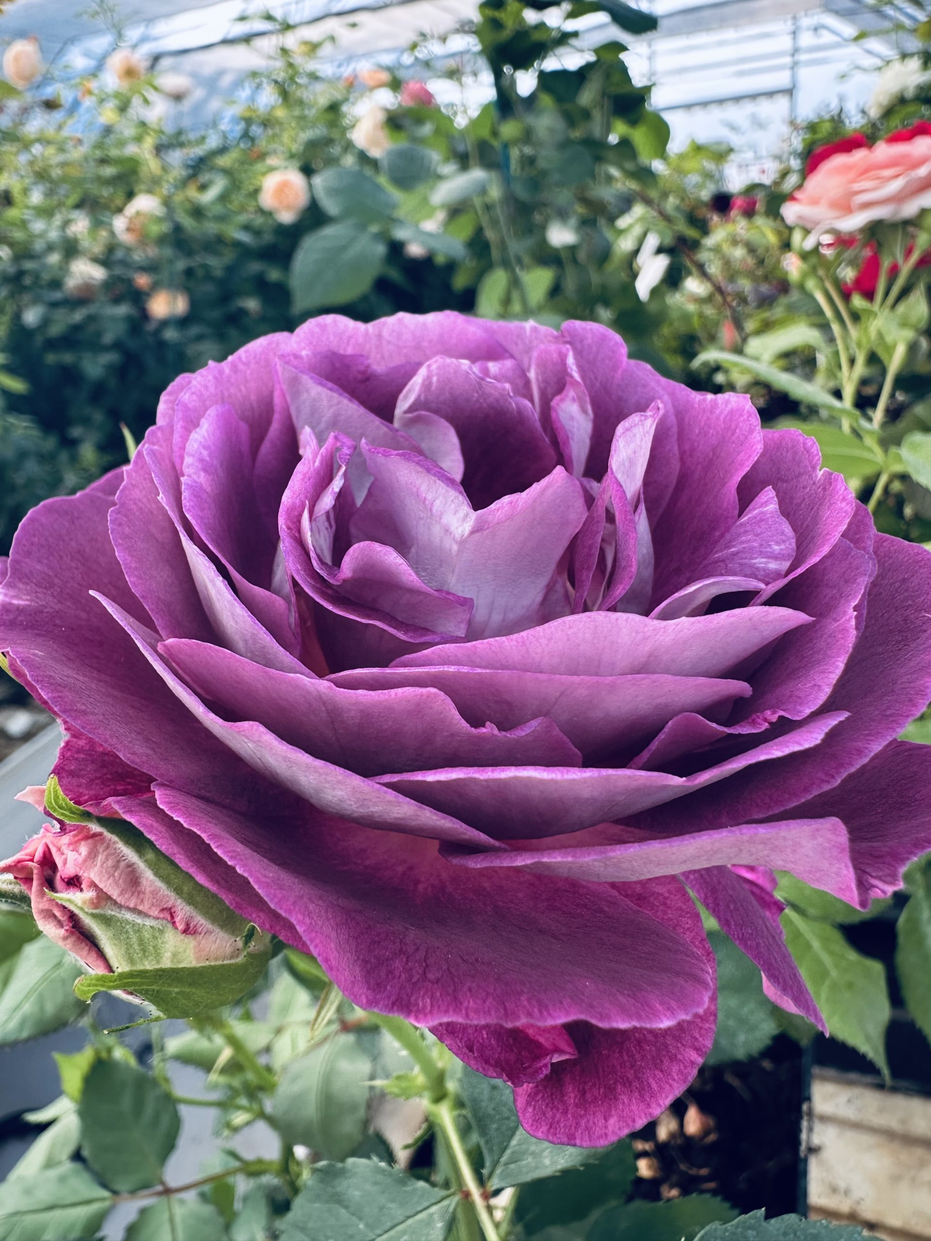 Huddersfield Choral Society 1 Huddersfield Choral Society