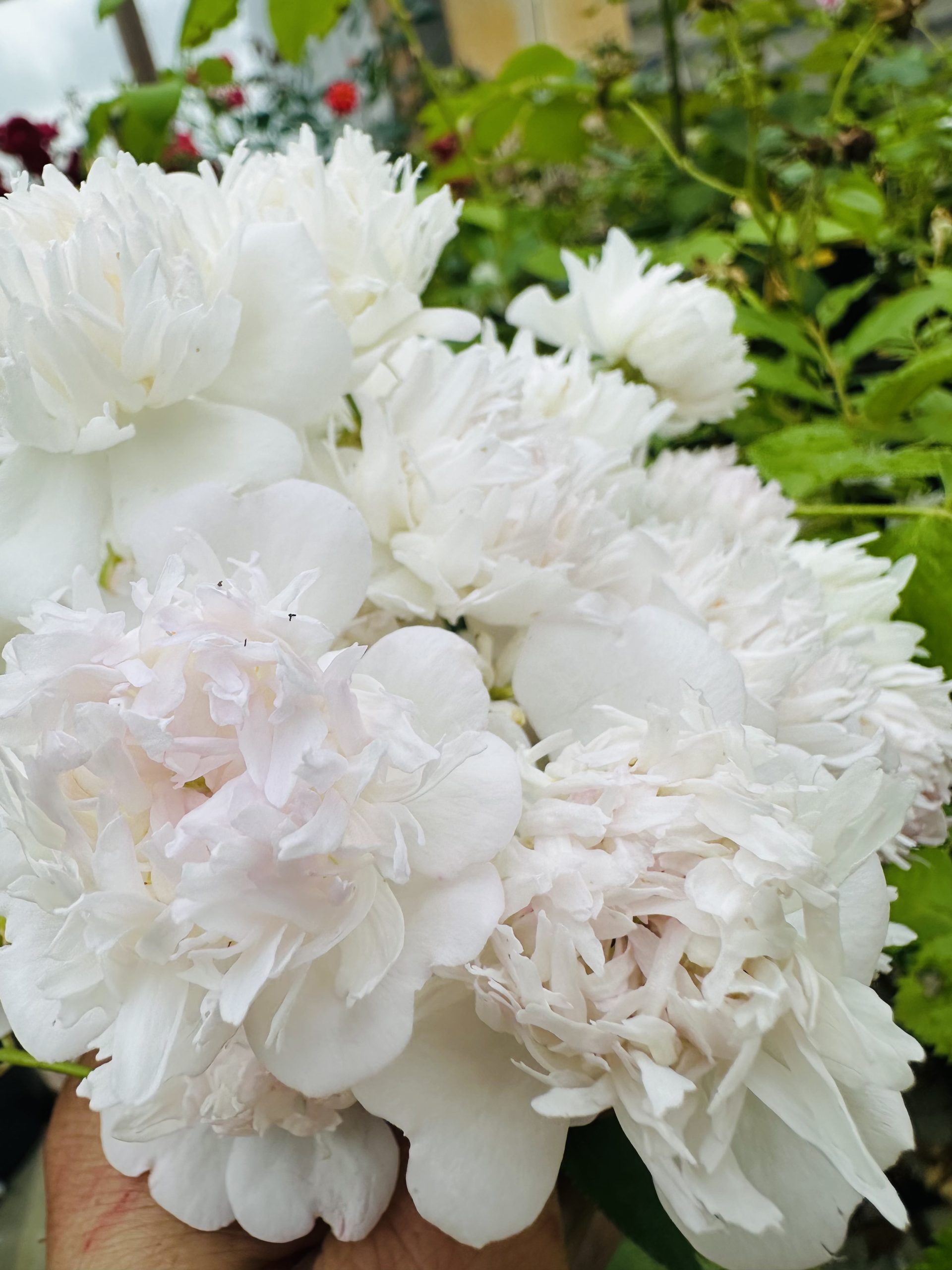 Rosa anemonaeflora 1 Rosa anemonaeflora