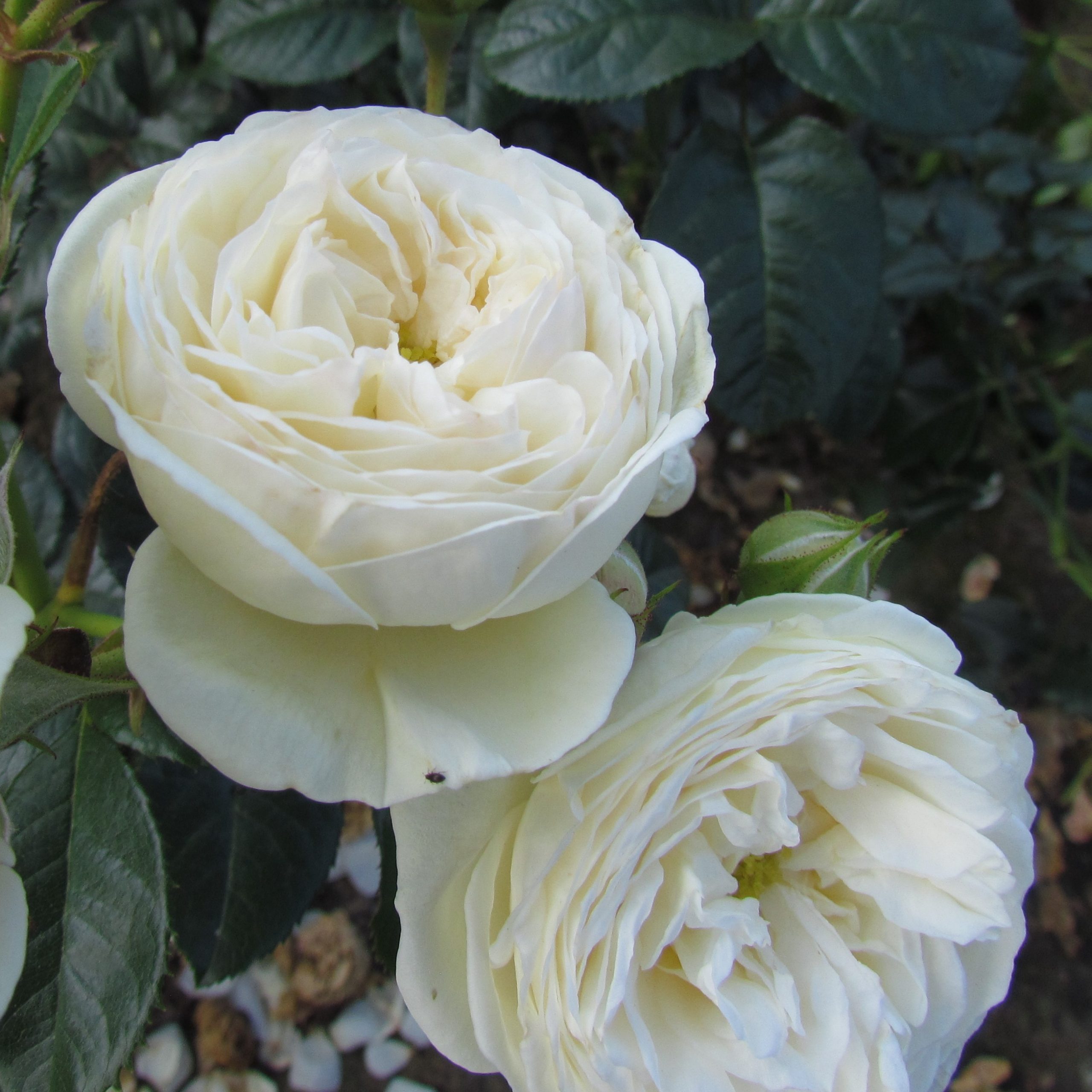 Crazy in love 1 Crazy in love