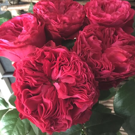 Frozen Summerhouse 1 Frozen Summerhouse