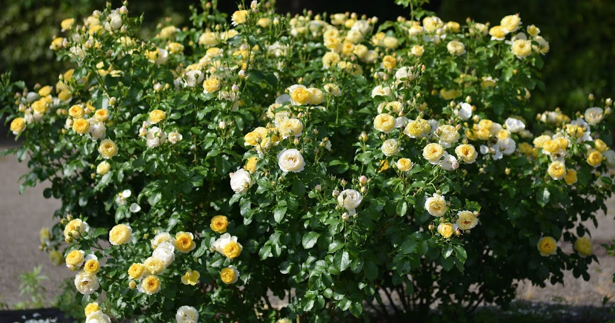 Chateau de Cheverny 2 Chateau de Cheverny - Image 2