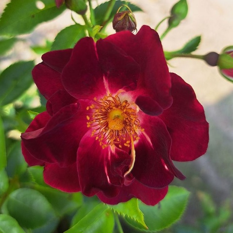 Gotha 1250 2 Gotha 1250 - Image 2