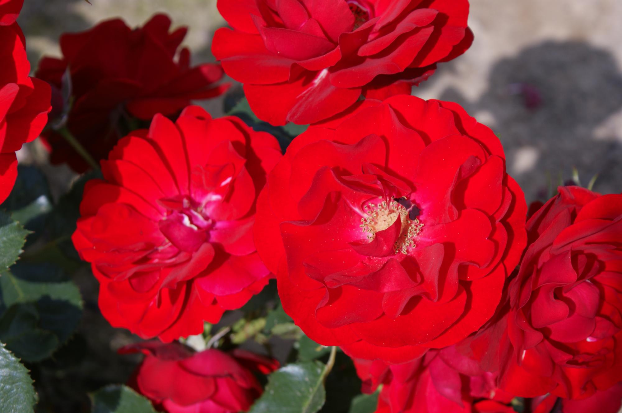 Ingrid Weibull 2 Ingrid Weibull - Image 2