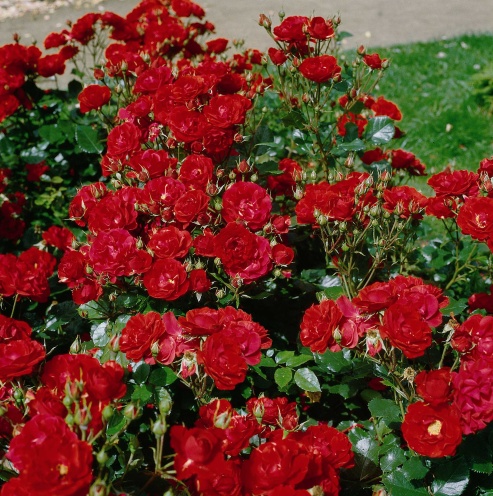 Ingrid Weibull 1 Ingrid Weibull