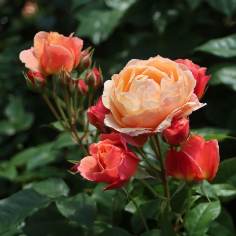 Creme Brulee 2 Creme Brulee - Image 2