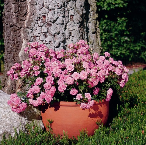 Sugar Baby 1 Sugar Baby