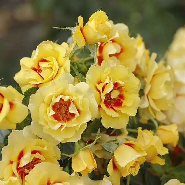 Orienta Aylin 1 Orienta Aylin